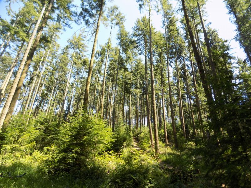 forêt de pins des landes